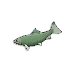Raw Sardine - Runescape Dragonwilds