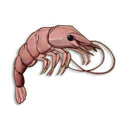 Pristine Shrimp - Runescape Dragonwilds