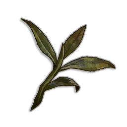 Dried Tea Leaves - Runescape Dragonwilds