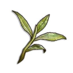 Tea Leaves - Runescape Dragonwilds