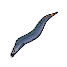 Raw Beltfish - Runescape Dragonwilds